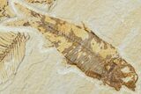 Fossil Fish (Knightia) - Green River Formation #224517-2